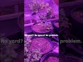 🌱 No Yard? No Problem! Grow an Indoor Garden Anywhere 🏡