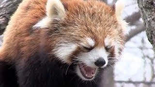 もっと食べたいなあ レッサーパンダ　ライラ~Red Panda wants to eat leaves more