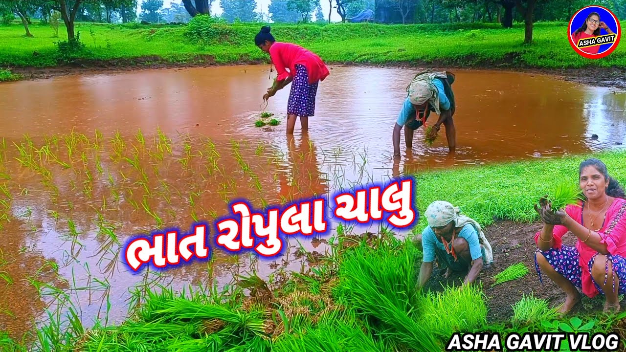 ભાત રોપુલા ચાલુ asha gavit Vlog Rt dangi comedy July 5, 2025