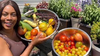 "Abundant Tomato Harvest: Gaining Garden Glory!"Witness this Insane Harvest of a Lifetime!"