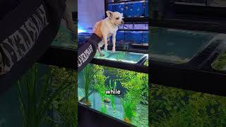 Would Piranhas Actually Attack You⁉️😱