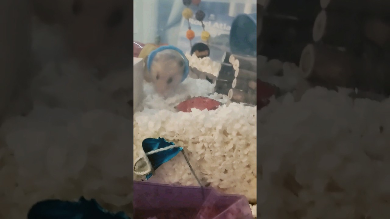 Cute Hamster Explores his Cage! (sorry wrong channel 😅)
