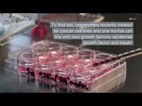 Cell membrane ruffles disrupt growth factor signaling in the Hep3B liver cancer cell line