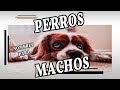 NOMBRES DE PERROS MACHO ( IDEALES )