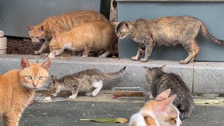 在马路上开个罐头吃一群猫猫在花丛中跑出来争着抢