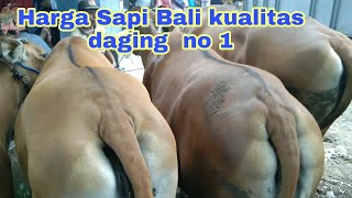 Murah Meriah Harga Sapi Bali Pasar Sapi Glenmore Banyuwangi Jawa Timur