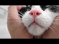 猫がお風呂で猫バスタイム♪- Cat "Yeah! Today is Happy Bathday!" -