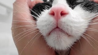 猫がお風呂で猫バスタイム♪- Cat 'Yeah! Today is Happy Bathday!' - by inthelife 6,385 views 2 years ago 7 minutes, 5 seconds