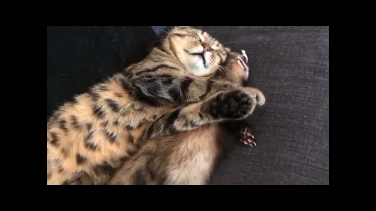 Baby Cats - Cute and Funny Cat Videos Compilation I THE ANIMAL BUZZ