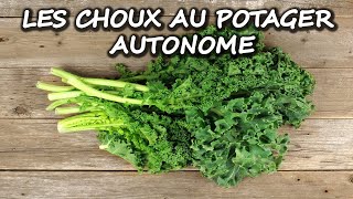 Choux au potager – Permaculture et Autonomie