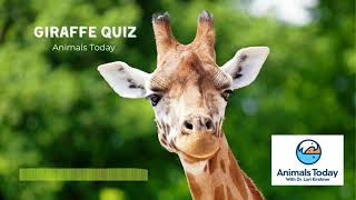 GIRAFFE QUIZ! Test Your Knowledge - Animals Today Radio