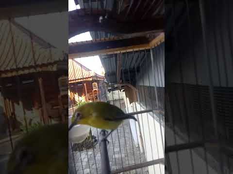 Pleci isian ambulan