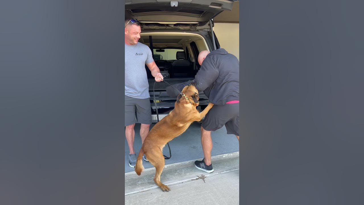 K9 Macho trained family protection dog doing a car jacking scenario YouTube