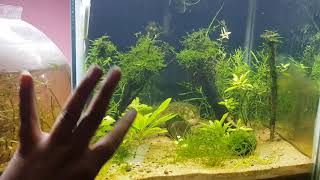 How to Reed of seed shrimp in shrimp aquarium