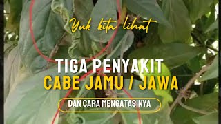 3 Penyakit Utama Cabe Jawa/ Jamu dan Cara Mengatasinya.