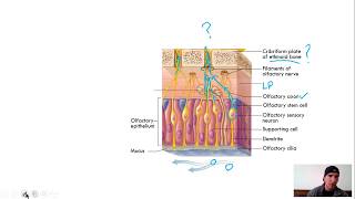 Olfactory Epithelium