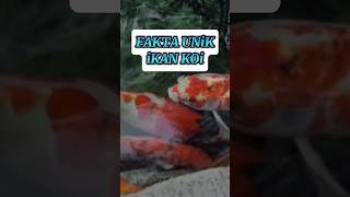 iKan Koi Pembawa Keberuntungan #shorts #faktaunik #faktamenarik #informasihewan #pengetahuanhewan