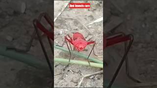 red cotton stainer insects # wildlife #short#wild#natur#reds#insec