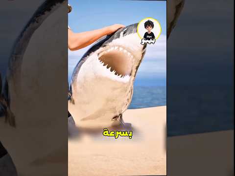 الطريقة الذكية لإنقاذ قرش دون أن تتحول إلى وجبة 