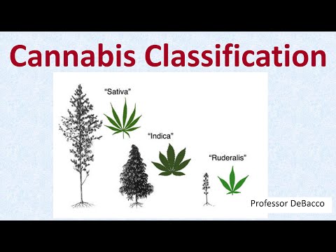 大麻の分類