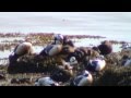 Steller`s Eider (Polysticta stelleri) outside Birdwatchers lodge in Varanger/Vadsø