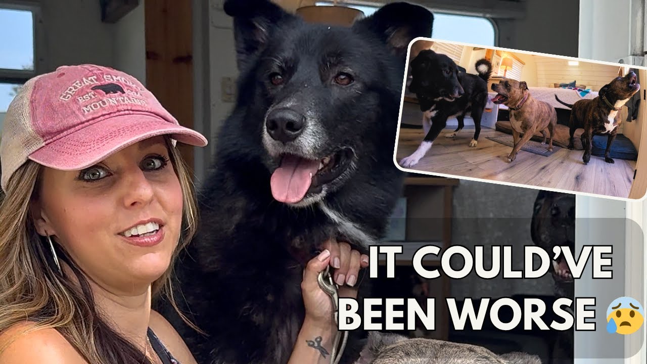 🐾 Вся правда о жизни в автодоме с тремя большими собаками 🐾