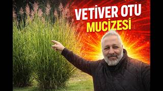 Yeni Deney Başladı Vetiver Ile Büyük Plan Kapıyı Neden Söktük?
