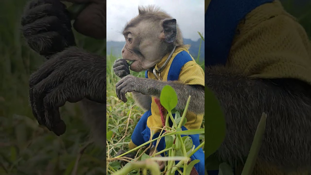 FUNNY MONKEY VIDIOS , 面白い猿のビデオ ☕🌟