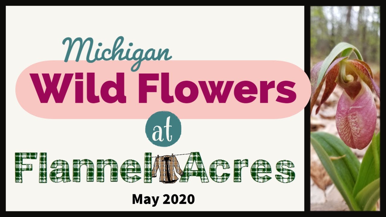 Michigan Flowers & Plants - from my own yard!