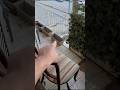 C’È IL MOSTRO DI 99 NOTTI CHE STA DORMENDO NEL MIO BALCONE! #shorts #roblox #paura #horror #ps5