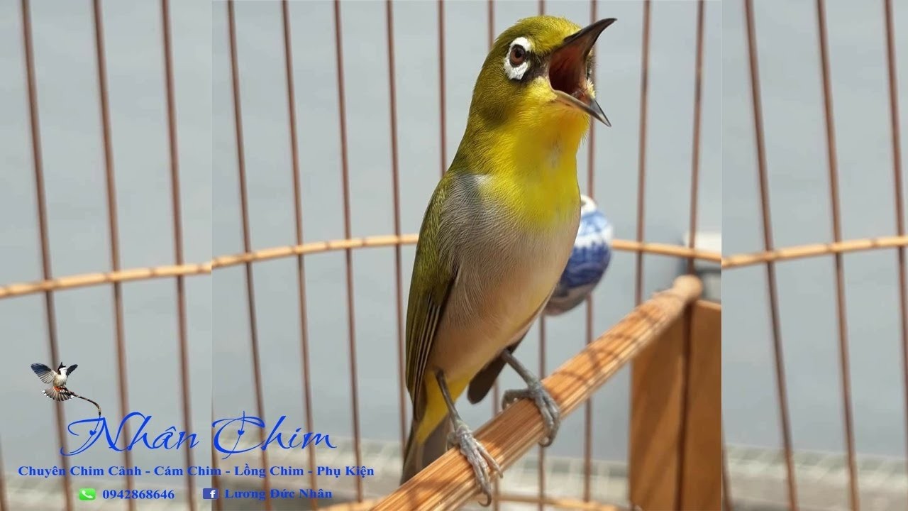 Khuyên Mái Tơ Kích Lửa Nhanh Căng Líu Bền -Dành Cho Bổi Mộc Đã Ổn Định Thúc Lên Líu Nhanh