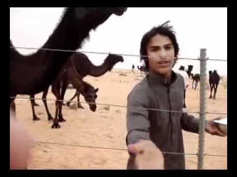 العرب وكرم الضيافة   