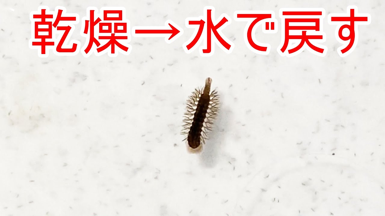 カメについていた寄生虫を乾燥させてみた - YouTube