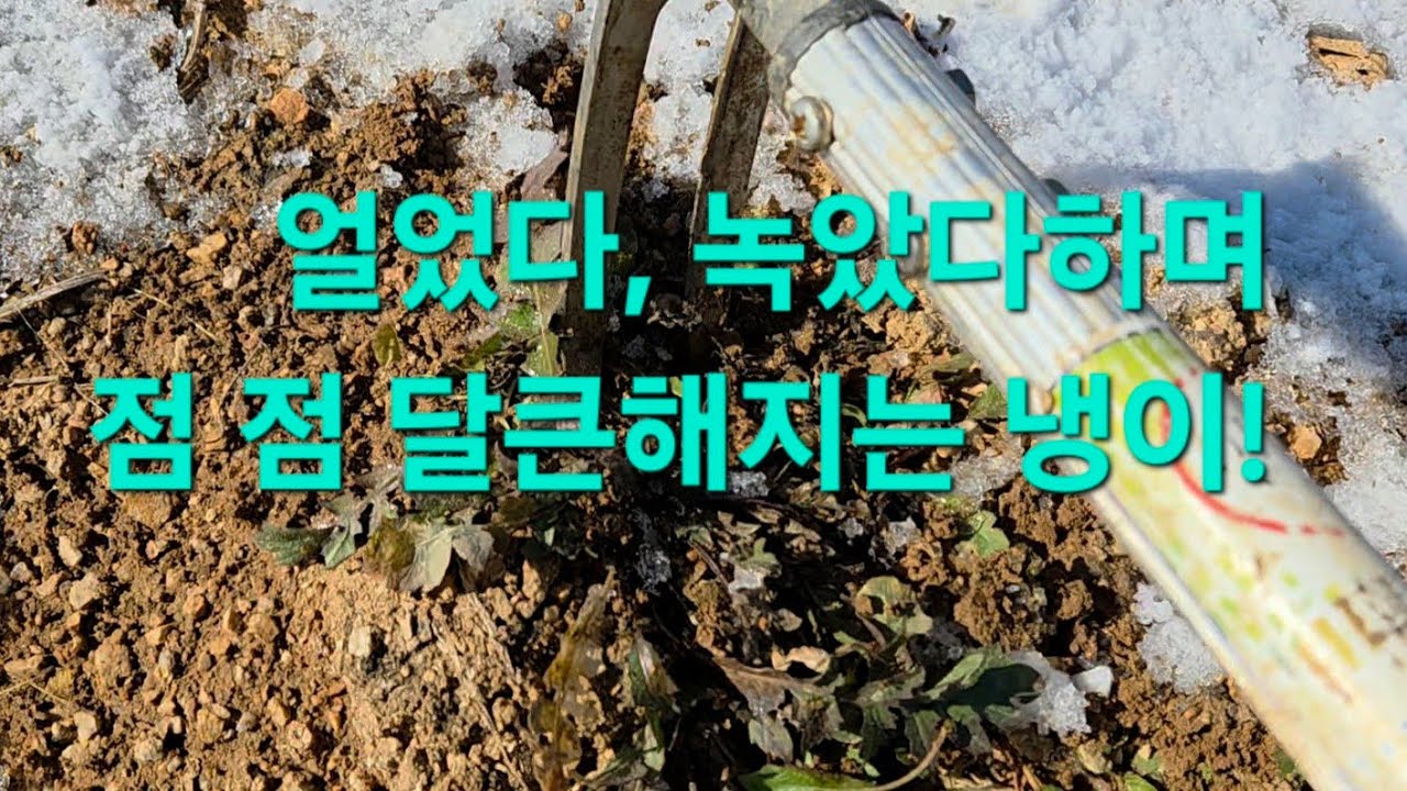 얼었다, 녹았다를 반복할수록 점점 달큰해지는 냉이! #들나물#돌미나리#곰보배추#냉이#들판탐방#노지미나리#노지냉이#달래#보리뱅이#씀바귀#들기름#들깨거피가루#가세씀바귀