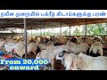நவீன முறையில் பக்ரீத் 🐑 கிடாய்களுக்கு பரண் | MMA sheep farm