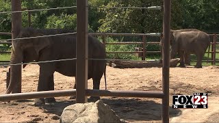 In Depth: Tulsa Zoo shares how Asian elephants Billy and Tina are adjusting after move from L.A. Zoo