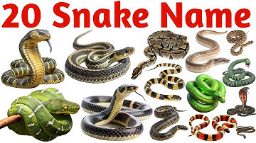 20 Snake Names for Kids | Preschool Animal Learning Video