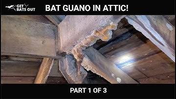 Bat Guano in Attic 2020 Part 1 of 3