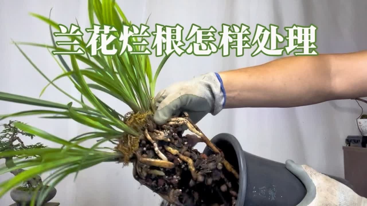 园艺师教你：兰花烂根的原因以及处理方法！赶紧看看 实操兰花烂根处理方法以及烂根原因。#建兰 #国兰 #兰花烂根 #花卉绿植