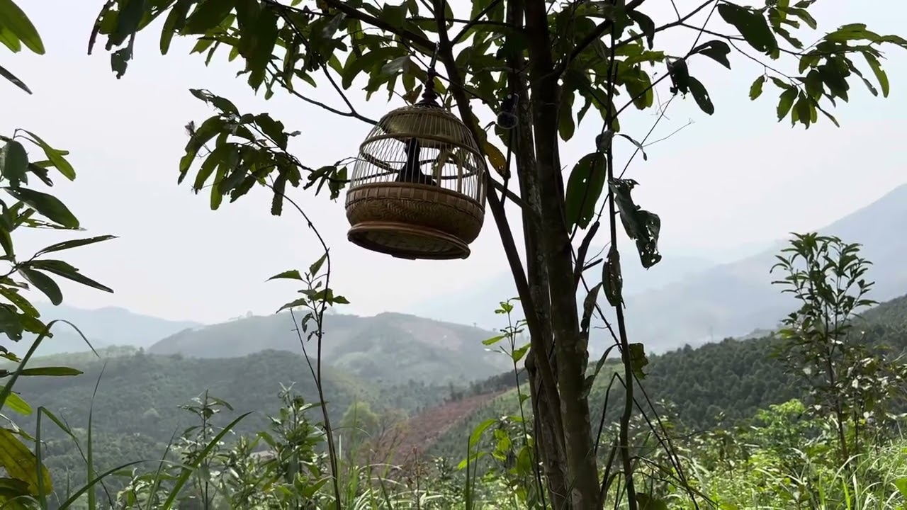 Anh Khuê - chim đa đa mồi cực chất 0985299986