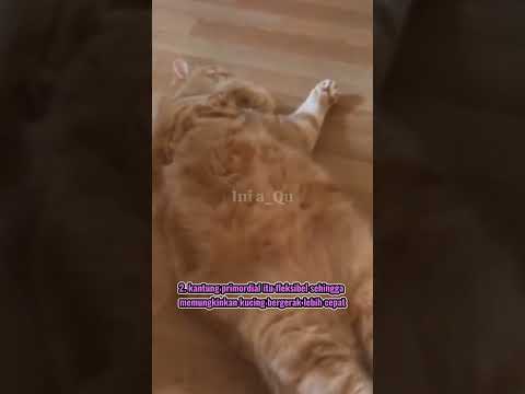 Video: Mengapa kucing mempunyai kantung?