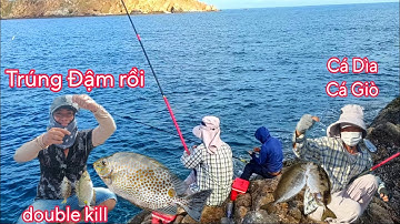 Trúng Đậm Ổ Cá Giò.Cá Dìa. Cuộc Trải Nghiệm Không Thể Tin Được. Câu Cá Biển. Câu Cá Tự Nhiên