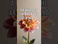 The Universe in a Flower: The Art of Ikebana