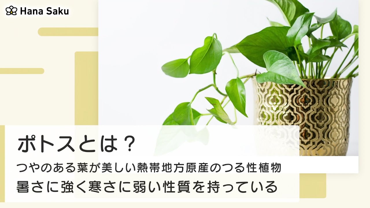 ポトスの特徴まとめ 種類 育て方 手入れ方法 飾り方のポイントとは Hanasaku