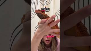 I need a nap 😑💩🚽🐺🦎 • • • • • • • • •  #reptile #reptilesofinstagram #lizard #reptilelover #chameleon