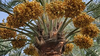 نخيل خلاص البحرين الأصلي، Orginal Khalas palm of Bahrain