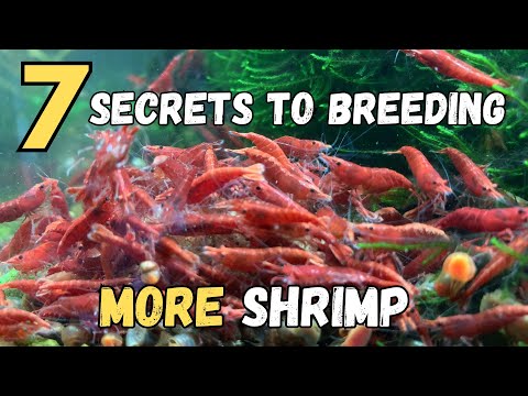 Video: Ar krištolinės krevetės veisiasi su vyšninėmis krevetėmis?