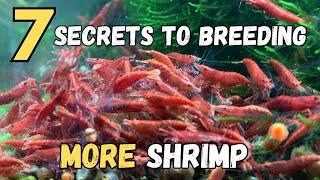 How to Breed More Red Cherry Shrimp - 7 SECRETS REVEALED