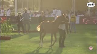 N 5 NOOR ALHADI 10th Arabian Horse Show for local Breeders in Saudi Arabia 2021 Filly Foals Clas