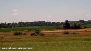 Operation Migration Live Stream